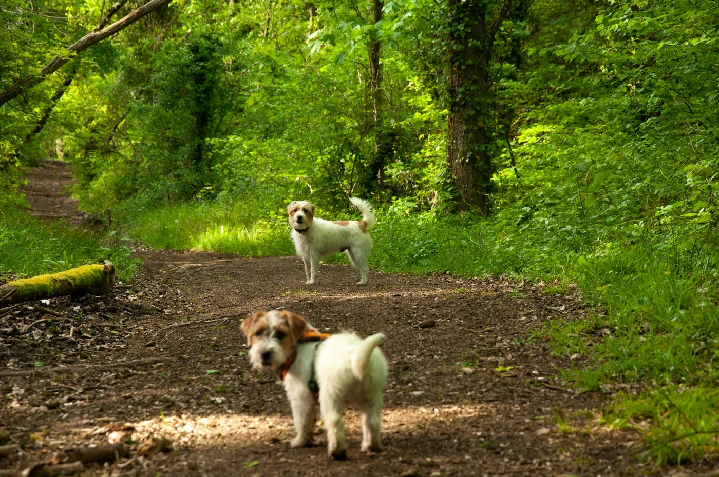 Illustrative example of Pet services